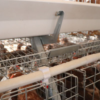 Systèmes automatiques conçus pour cage d'élevage d'oeufs de poulet de ponte de volaille personnalisés à bas prix utilisés dans la ferme avicole d'Afrique du Sud