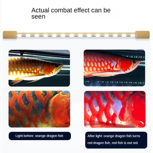 Lámpara Especial para Acuario MAYIN 27000K+<span class=keywords><strong>2700K</strong></span> PLUS, Lámpara de Visión Brillante para Pecera de Arowana, Hecha de Plástico Resistente - Product Image 3