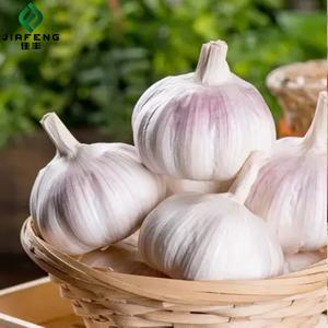 Ajo Fresco Orgánico de Piel Morada de 4.5cm, Ajo Pelado, Cultivo Ecológico de Granja - Product Image 3