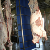 Ligne d'abattage de bétail clé en main avec machine de lavage de carcasses en acier inoxydable 304, équipement d'abattoir certifié CE Halal pour usine de viande bovine