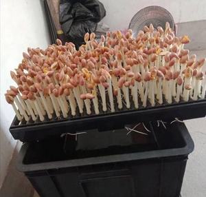 Panier de culture hydroponique pour graines de cacahuètes, panier de culture sans sol, balcon, plantation de légumes - Product Image 3