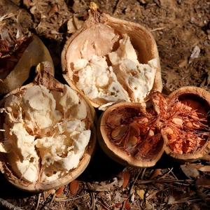 Semillas de Baobab (Adansonia Grandidieri) Orgánicas Viables, Alta Tasa de Germinación, Grado Alimenticio, con 24 Meses de Vida Útil para Viveros - Product Image 1