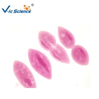100 Uds. Microscopio de biología diapositivas preparadas microscopio biología diapositivas educativas fábrica de diapositivas preparadas biológicas