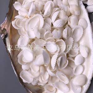 Beimei conchas perforadas, caracolas, almejas de nieve, peludas, coco, Blanco pequeño, de viento carillones Diy hechos a mano, foto - Product Image 4