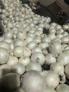 Oignon Blanc Frais Récolte 2026 pour Hamburgers et Sandwichs – Haute Qualité, Norme Canadienne, Emballage de Détail - Product Image 6