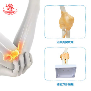 Modèle d'articulation du coude humain avec ligaments FRT030, modèle squelettique naturel de grande taille pour l'enseignement de la rééducation osseuse. - Product Image 4