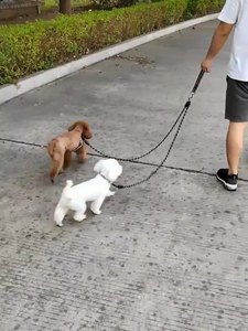 Fábrica Stock Dog Chumbo para dois cães de uma só vez Double-ended Dog Cadeia Pet Leash para Teddy e Golden Retriever Pet fornecimentos - Product Image 6