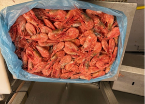 Langostinos de Agua Fría Pandalus Borealis - Product Image 6