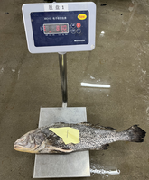 Nouveaux poissons croaker brun éviscérés et écaillés capturés fruits de mer chinois IQF