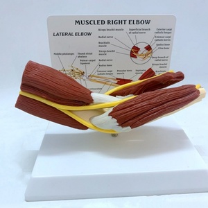 Modèle d'enseignement médical de squelette humain grandeur nature 1:1, bras droit musclé avec articulation du coude, ligaments vasculaires - Product Image 5