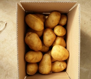 Patata fresca de alto grado de <span class=keywords><strong>verduras</strong></span> orgánicas chinas para exportar - Product Image 2