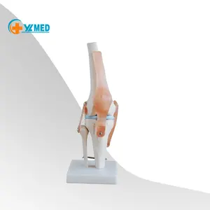 Teaching medical anatomy life-size anatomical model of knee joint, anatomical model for teaching