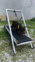 Tapis de course spécial personnalisé pour pit-bull ajuster grand chien tapis de course chien course machine de formation en aluminium