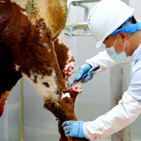 Ligne d'abattage de bétail commerciale, équipement d'abattoir de bœuf industriel, machinerie complète d'abattage de vaches
