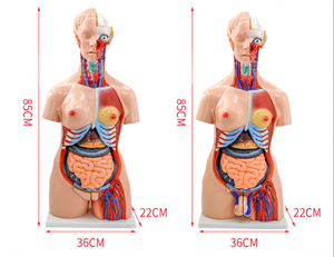Modelo de Torso Humano Intersexual de 85 cm, 23 Partes, para Enseñanza de Ciencias Médicas, Demostración de Anatomía - Product Image 6