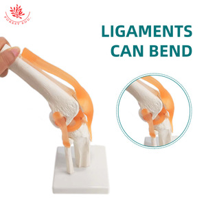Modèle d'articulation du genou humain FRT029, modèle pédagogique en PVC avec ligaments, structure de l'articulation du genou et du rotule. - Product Image 5