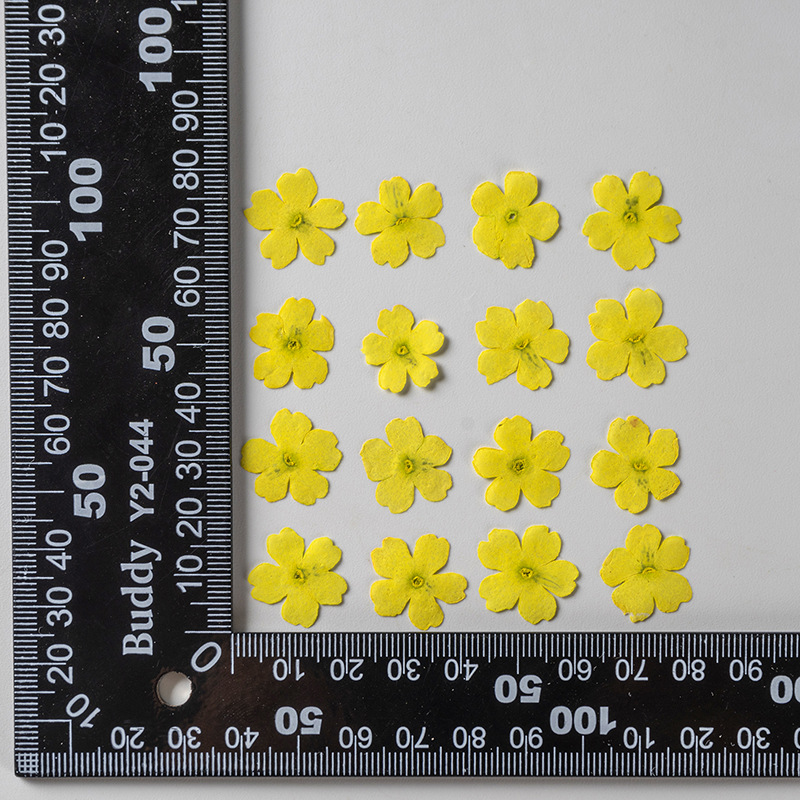 Jaune teint 12 pcs/sac