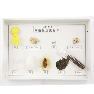 Ejemplar del ciclo de vida del gusano de la seda J43151, equipo para experimentos científicos en escuelas primarias, instrumentos biológicos, instrumentos didácticos - Product Image 1