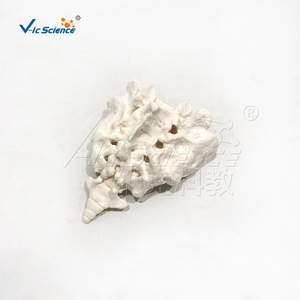 Modèle du Sacrum et du Coquecix Vic Education pour l'enseignement et la recherche - Product Image 2