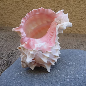 1 Cute <strong>Pink</strong> Conch <strong>Shell</strong> in Various Sizes Aquarium Ocean Decor Fish Tank Scenery DIY Craft Handmade DIY Decorative Birthday Gift - Product Image 5