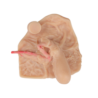 Maniquí de PVC para Ciencias Médicas, Modelo Anatómico de Genitales Internos y Externos Masculinos, Herramienta de Enfermería de Plástico