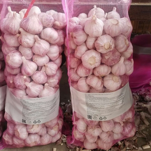 Compre Ajo Blanco Fresco de la Nueva Cosecha 2025 de China, Distribuidor Chino de Ajo, Precio al por Mayor - Product Image 4