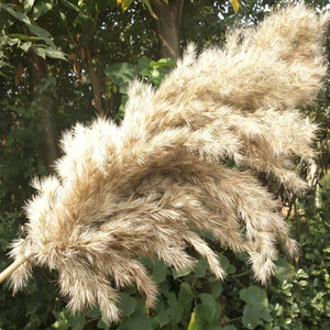 Herbe de la Pampa G24 haute <span class=keywords><strong>et</strong></span> volumineuse, en boîte carton, marron, séchée, pour décoration de mariage, style bohème, <span class=keywords><strong>bouquet</strong></span> de <span class=keywords><strong>fleurs</strong></span> naturelles - Product Image 2