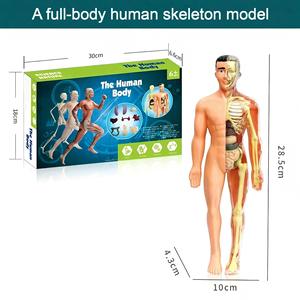 Modelo de Órganos Humanos Educativo para Niños XR, Juguete de Ciencia y Tecnología, Ensamblaje DIY, Cognición Temprana, STEAM, Juguete Médico Interno - Product Image 4