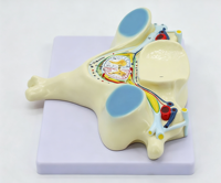 Modelo Anatómico de Sección Transversal de la Quinta Vértebra Cervical Humana YULIN, con Nervio Espinal y Médula Espinal Ampliados, Material PVC, Certificado CE