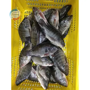 Farm Raised Frozen WR Tilapia Fish With Bulk & IWP Packing With 10kg/ctn