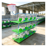 Ensemble de cages d'élevage de lapins galvanisées à chaud, conçues pour l'élevage en haute densité et la gestion facile des déjections dans les fermes avicoles