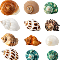 Coquillages marins mélangés en gros, conques naturelles pour l'artisanat DIY, cadeaux de mariage, décorations d'aquarium domestique, coquilles de conques
