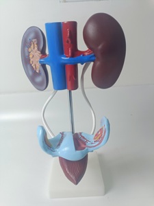 Práctica médica entrenamiento PVC 3D humano auténtico demostración anatomía sistema reproductivo femenino modelo para enseñanza de estudio - Product Image 2