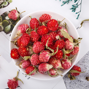 Fleur <span class=keywords><strong>de</strong></span> Qiaomei <span class=keywords><strong>rouge</strong></span> séchée (Gomphrena Globosa Linn.) Thé aux herbes naturelles pour la beauté et la détoxification, approvisionnement en vrac en provenance <span class=keywords><strong>de</strong></span> <span class=keywords><strong>Chine</strong></span> - Product Image 3