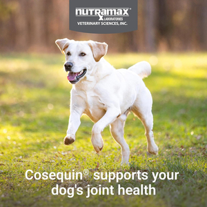 Suplemento Avanzado para Articulaciones de Perros - Glucosamina para Perros con Calcio, Vitamina D3 y Omega-3, Masticables para el Cuidado de Cadera y Huesos para Todas las Razas - Product Image 3