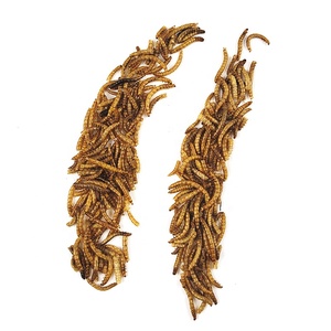 Mealworm-gusano amarillo de alta proteína, pájaro, Tortuga, hámster, aperitivo especial, <span class=keywords><strong>comida</strong></span> seca para pájaro, <span class=keywords><strong>comida</strong></span> para palomas - Product Image 4