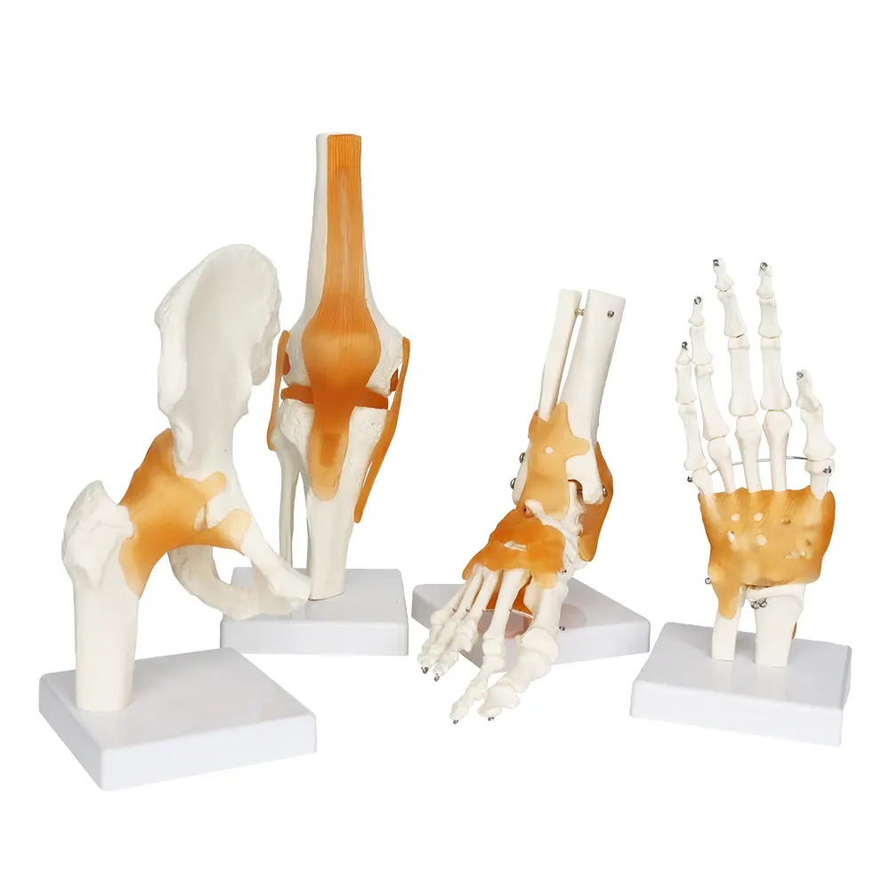 関節モデル等身大高品質黄色靭帯リアルピクチャーウォッシャブルプラスチック人工膝関節モデル