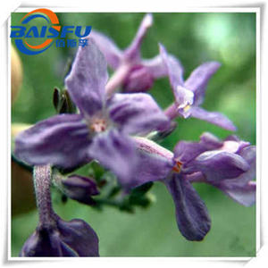 BAISFU lilas daphné fleur bourgeon extrait poudre saveur et parfum Flos Genkwa extrait - Product Image 1