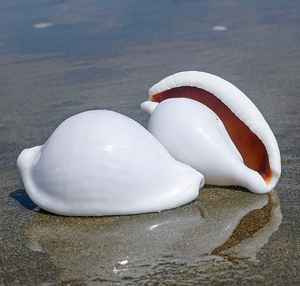 T-407 Wholesale Natural Conch <strong>Shells</strong> rare Collection Specimens Shooting Props Fish tank Landscaping Home Decoration - Product Image 3