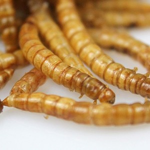 Usine <span class=keywords><strong>de</strong></span> bonne qualité d'aliments pour animaux <span class=keywords><strong>de</strong></span> compagnie riches en protéines <span class=keywords><strong>farine</strong></span> séchée ver - Product Image 3