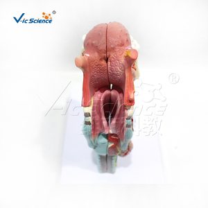 Modelo Anatómico Integrado <span class=keywords><strong>de</strong></span> Laringe, Lengua y Dientes, Desmontable en 5 Piezas, <span class=keywords><strong>de</strong></span> PVC, para Estomatología, Anatomía <span class=keywords><strong>de</strong></span> Otorrinolaringología, Laboratorio, con Certificaciones CE/ISO/ROHS/CNAS - Product Image 2