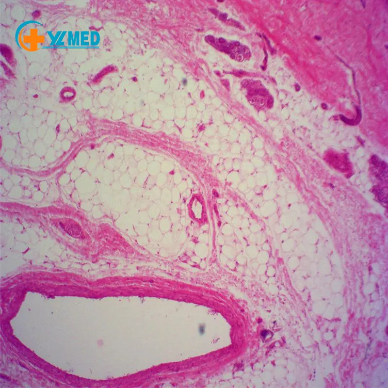 Bandeja deslizante de cristal para agua dulce, microscopio biológico, histología humana, toboganes, w.m. Hecho en China