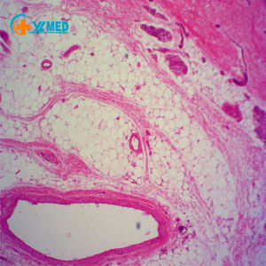 Portaobjetos de Microscopio de Vidrio para Biología, Histología Humana y Plancton de Agua Dulce, Preparados, a Bajo <span class=keywords><strong>Precio</strong></span> Hecho en China - Product Image 4