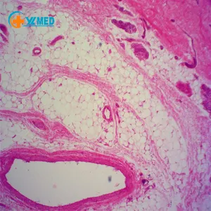 Niedriger Preis Objektträger Biologie Mikroskop Glas menschliche Histologie vorbereitet Objektträger Süßwasser Plankton w.m. Hergestellt in China