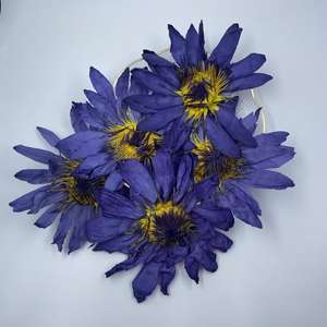 ดอกบัวอบแห้งสีฟ้าออร์แกนิค - Product Image 3