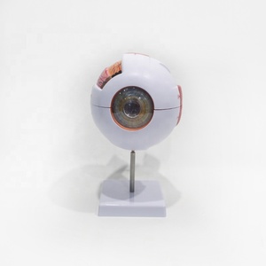 Modelo de anatomía <span class=keywords><strong>del</strong></span> <span class=keywords><strong>ojo</strong></span> humano ampliado 6 veces con partes extraíbles para la educación médica - Product Image 1