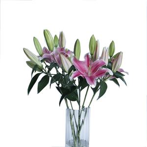 Flor fresca de clase mundial, lirio Rosa Real, Sorbona, proveedor de China - Product Image 1