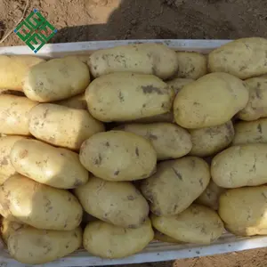 Nova Safra de Batatas Frescas China Batatas Frescas de Alta Qualidade Certificada por Nutrição Batatas Brancas e Vermelhas Fornecedor por atacado