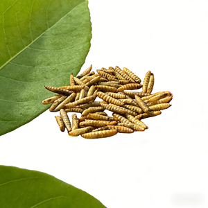 Larves de Mouches Soldat Noires Séchées, Protéines d'Insectes, Aliment pour Animaux de Compagnie pour Poulets, <span class=keywords><strong>Oiseaux</strong></span>, Poissons, Hamsters, Geckos, Reptiles - Product Image 6