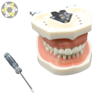 Modèle dentaire pédagogique médical, 32 dents, en PVC, anatomique, implant, mandibule, taille réelle, pour la formation, modèle oral détachable